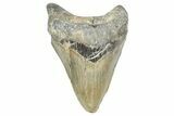 Serrated, Fossil Megalodon Tooth - North Carolina #368427-1